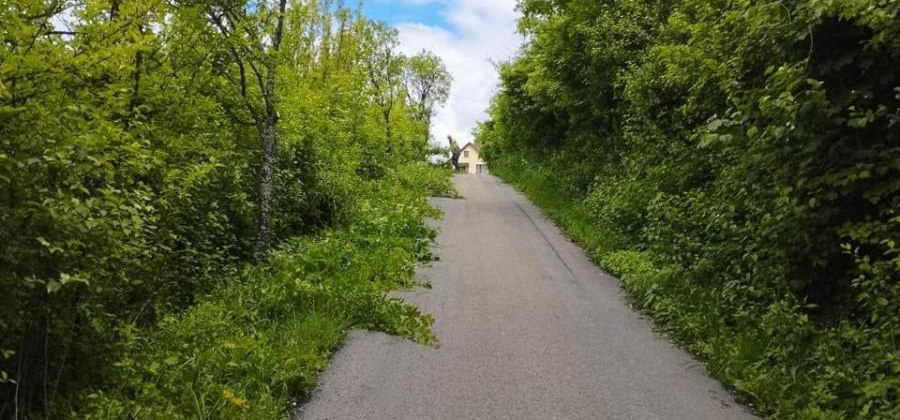 Przypominamy o obowiązku przycinania gałęzi drzew i krzewów!